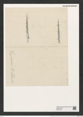 Hyphodiscus stellatus var. grunowii A.S. (de-Toni-Nr.: Genus 184, Species 4610) Zeichnungen Sammlung Grunow (NHMW-BOT-W0377606)